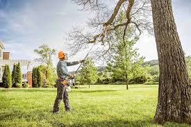 Best Tree Removal  in , AL