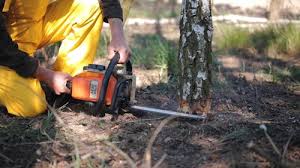 Best Fruit Tree Pruning  in , AL