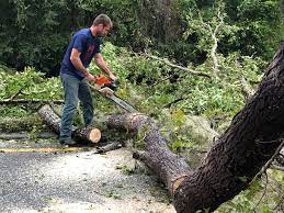 Best Hedge Trimming  in , AL