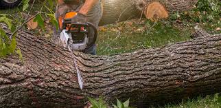 Best Lawn Watering Services  in , AL