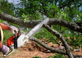 Best Tree Health Inspection  in , AL