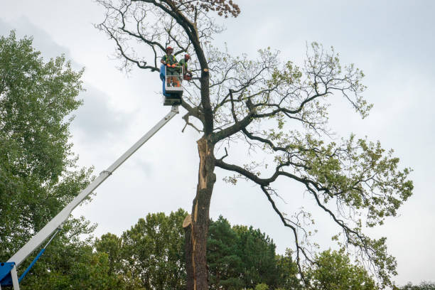 Best Seasonal Cleanup (Spring/Fall)  in , AL