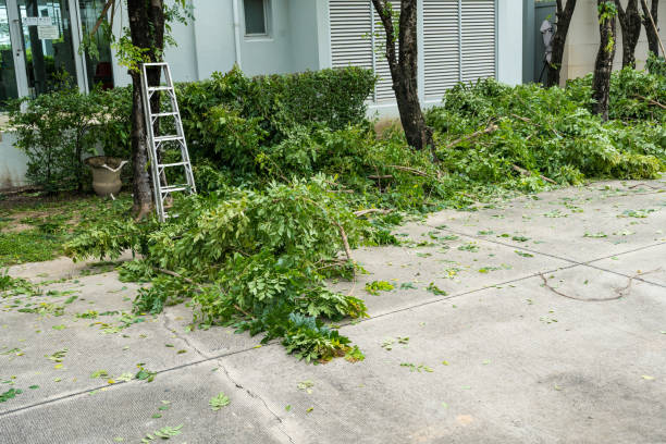 Best Stump Grinding and Removal  in , AL
