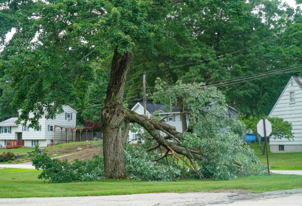 Best Arborist Consultation Services  in , AL