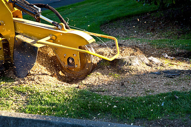 Best Palm Tree Trimming  in , AL