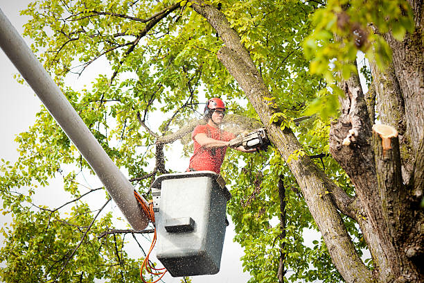 Best Firewood Processing and Delivery  in , AL