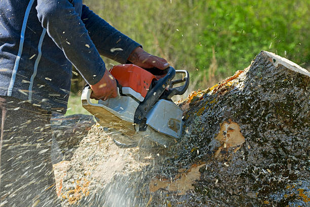  , AL Tree Removal Pros